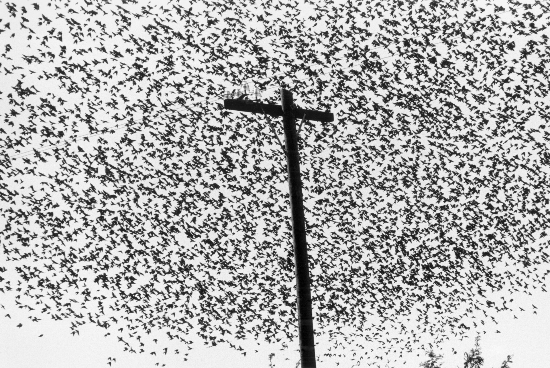 Graciela-Iturbide_Pájaros en el poste de luz