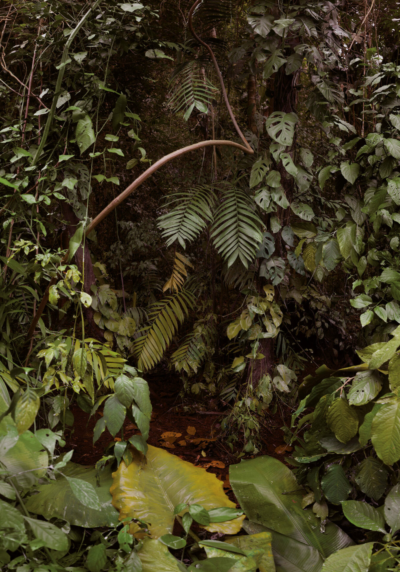 88_DO03_Koerner-Steiner_Bismarck_Landscape Painting (Jungle) 3