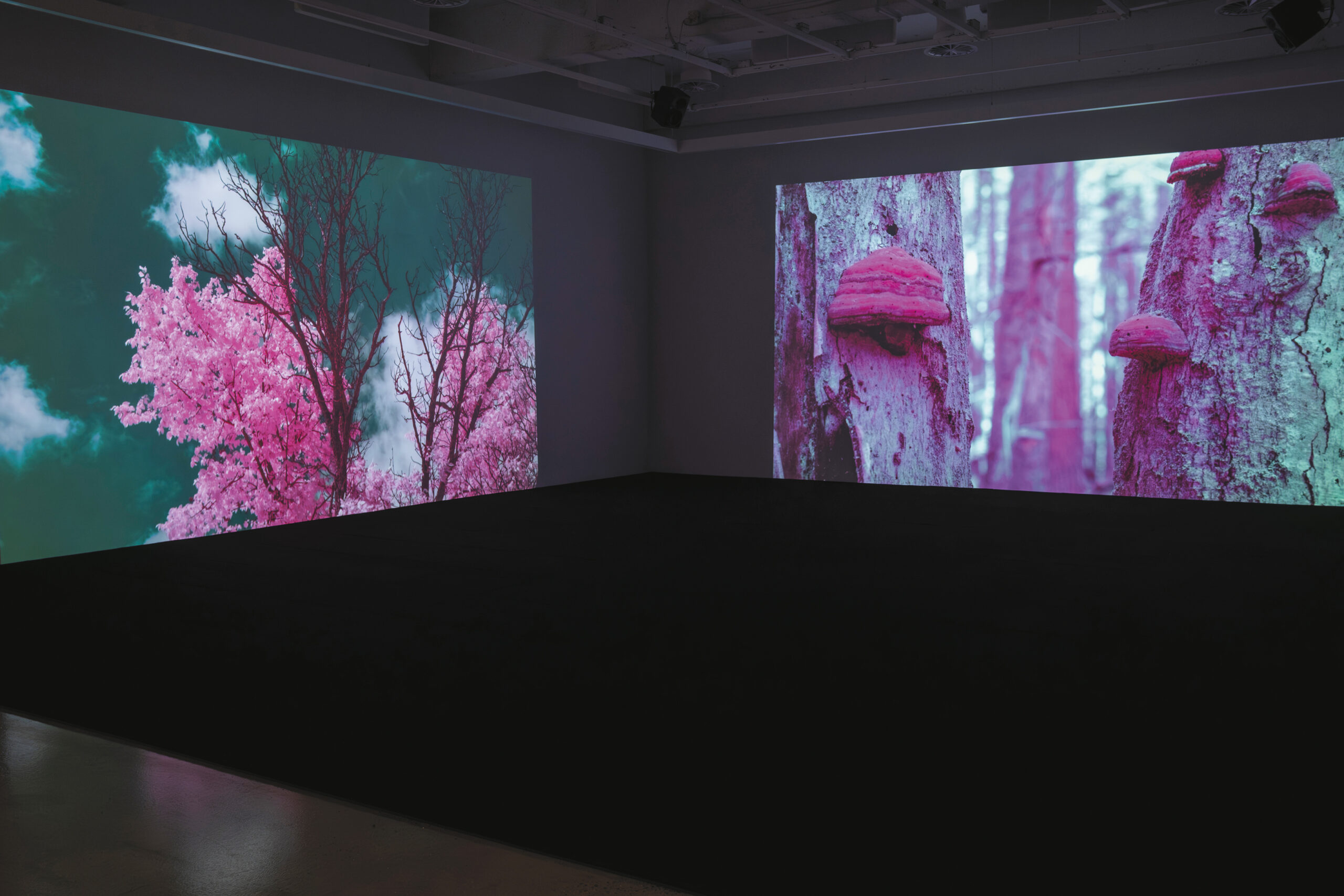 Béchard Hudon Monologue de la forêt, vues d’exposition, Galerie UQO, Gatineau, 2026. Photo : permission des artistes
